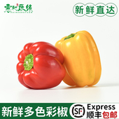 红黄彩椒新鲜甜圆椒灯笼椒水果椒清洗生吃新鲜蔬菜沙拉食材 500g