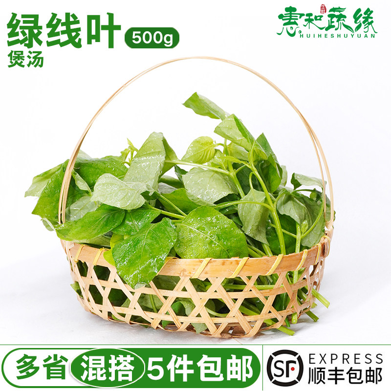 绿线叶新鲜蔬菜野菜酒楼饭店农庄特色食材边炉煲汤上汤火锅绿线苗