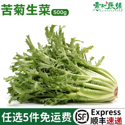苦菊新鲜苦苣叶沙拉蔬菜食材食用