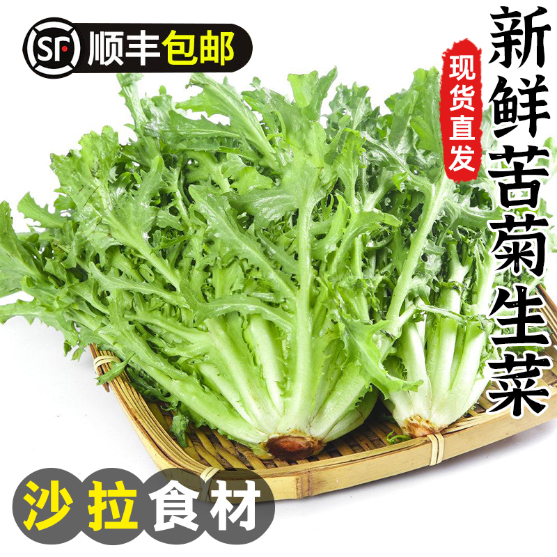 苦菊生菜新鲜蔬菜沙拉食材包邮苦苣狗牙菜西餐健身轻食苦细叶生菜-封面