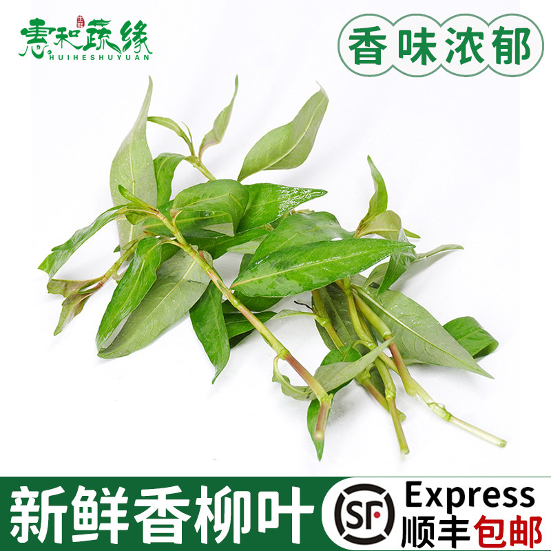 新鲜香柳叶叻沙叶拉萨叶拉莎叶500g鱼生香菜火锅配料泰国菜食用