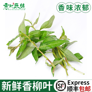 新鲜香柳叶叻沙叶拉萨叶拉莎叶500g鱼生香菜火锅配料泰国菜食用