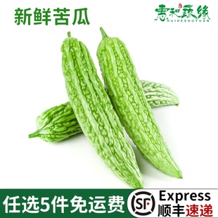 新鲜青苦瓜500g凉瓜青瓜新鲜当季农家自种熟清苦脆嫩生鲜瓜
