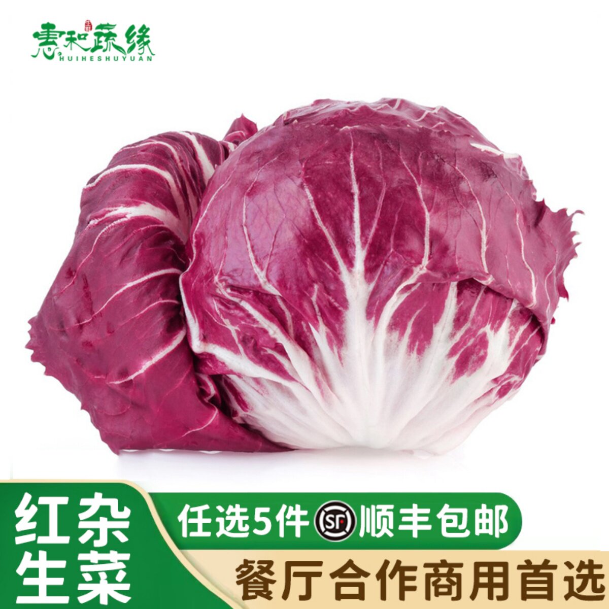 新鲜落地球生菜鲜紫苣红菊苣绿叶红包健身洗切蔬菜沙拉蔬菜新西餐