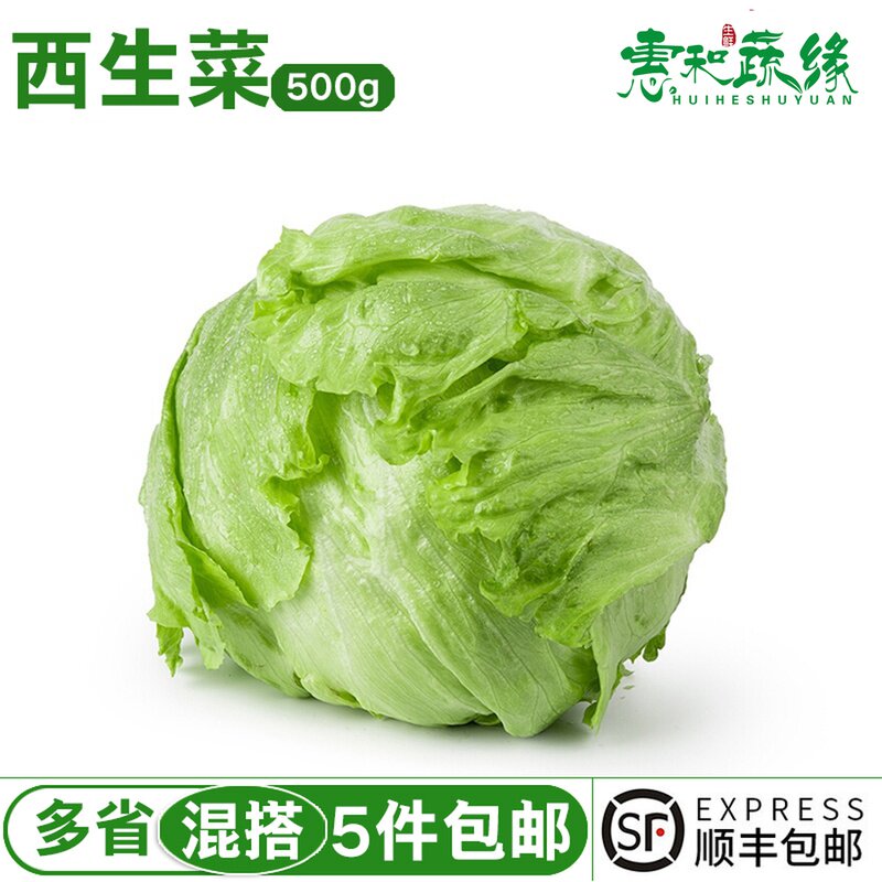 西生菜新鲜蔬菜圆生菜球包菜汉堡包蔬菜沙拉菜球生菜新鲜包邮500g