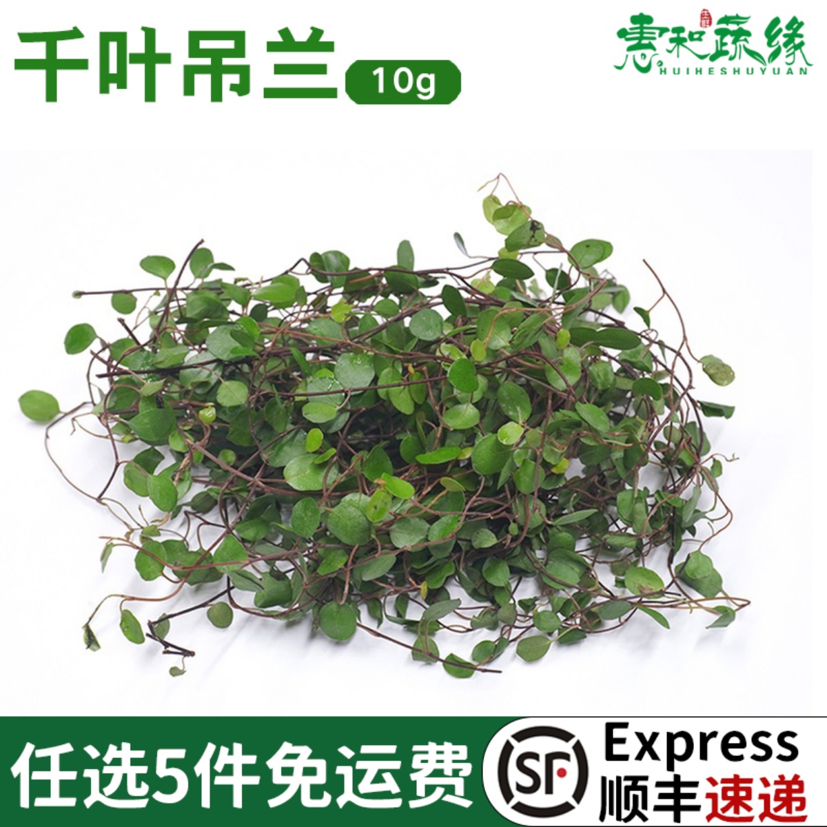 千叶吊兰新鲜摆盘装饰蛋糕点缀