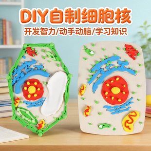 植物动物细胞结构模型制作器材料包科学DIY生物细胞核科技小制作