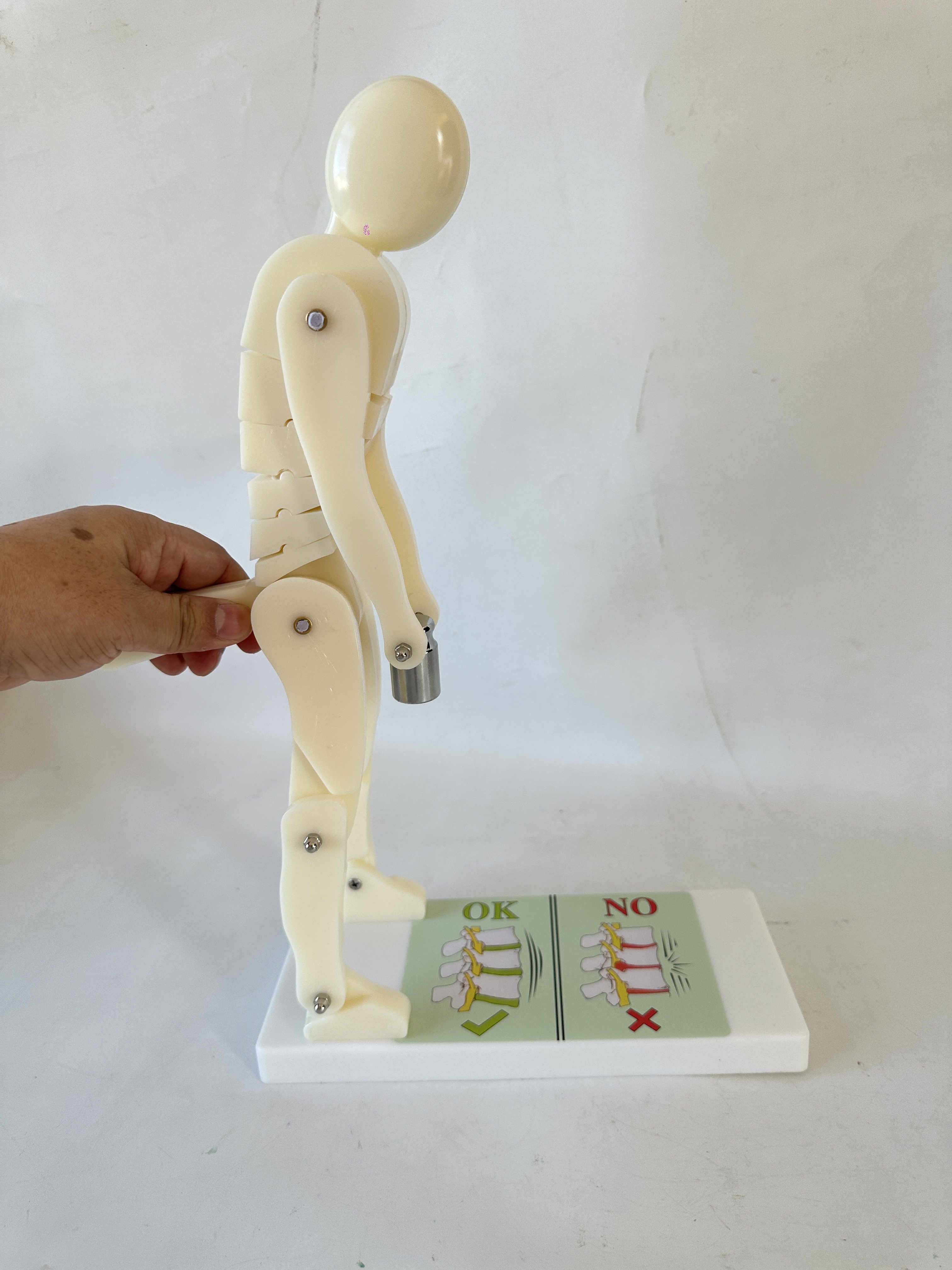 奶白人体举重脊椎受力演示模型健身重物正确姿势演示腰部腰椎保护