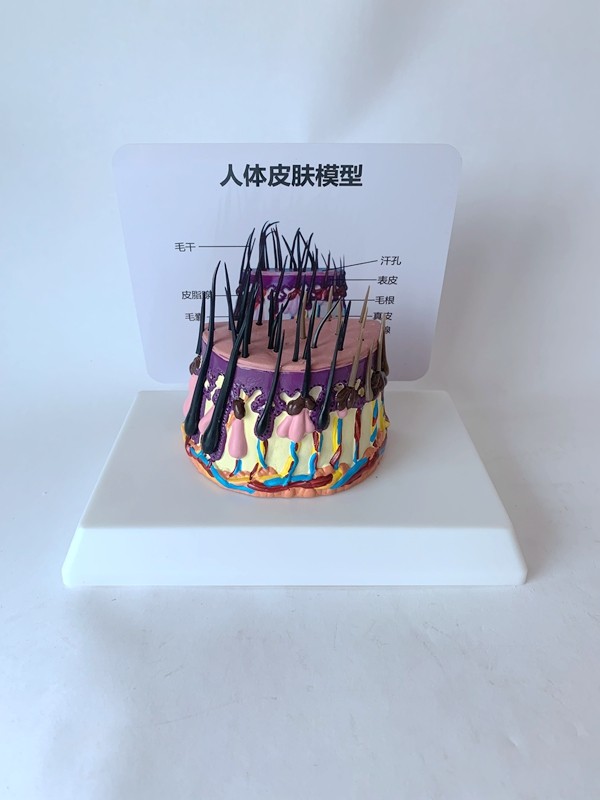 毛发模型头发生长过程掉落脱发人体皮肤解剖放大病理医患整形美容