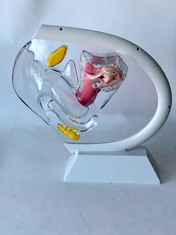 人体透明子宫模型可视女性生殖解剖模型计划生育展示用品科普教具