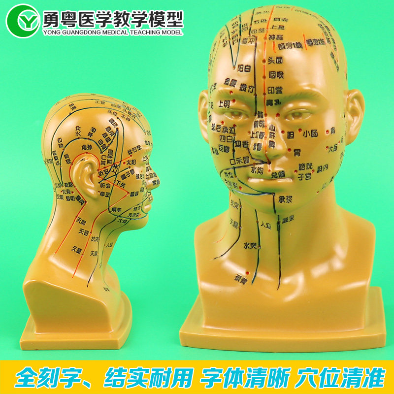 人体针灸头部穴位经络模型中医按
