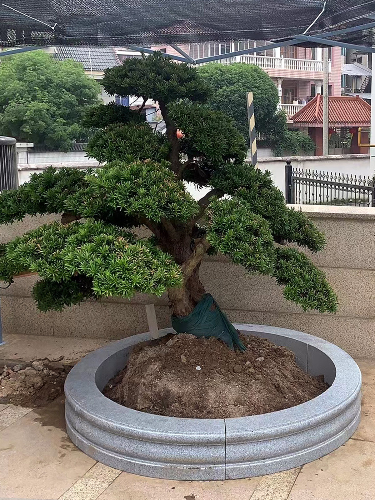 定制石材树池大理石花岗岩树坑石圆型花坛树围石树穴园林庭院摆件