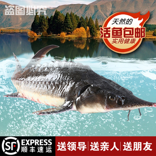 顺丰鲜活中华礼品鱼鲟龙鱼食用鲟鱼鳇鱼送礼生鲜新鲜软骨鱼无刺鱼