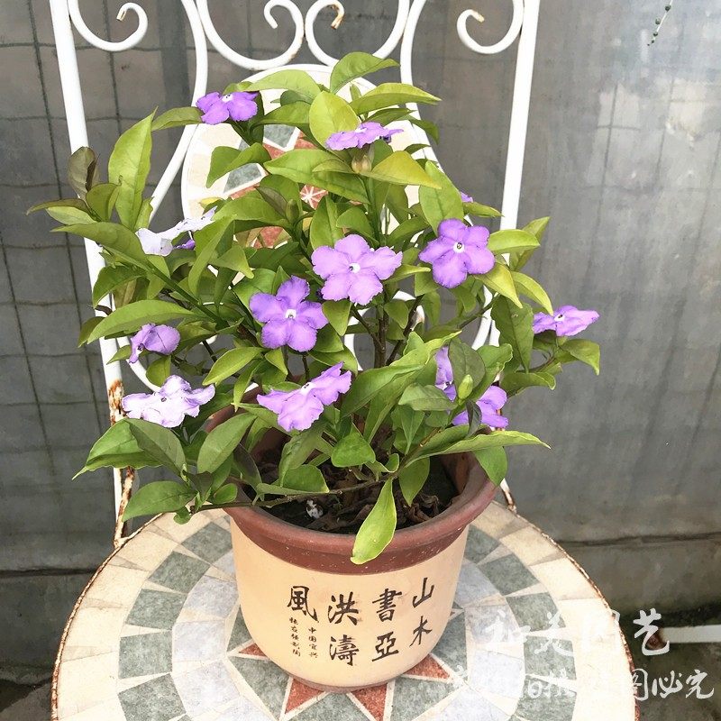 双色茉莉盆栽 清香木本花卉 鸳鸯茉莉 庭院阳台盆栽花卉 2盆包邮