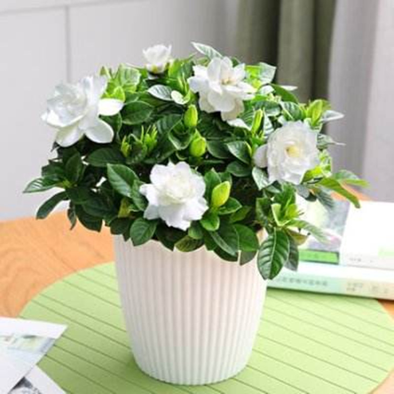 栀子花盆栽 桌面盆栽芳香花卉  四季小叶栀子花盆栽 包邮