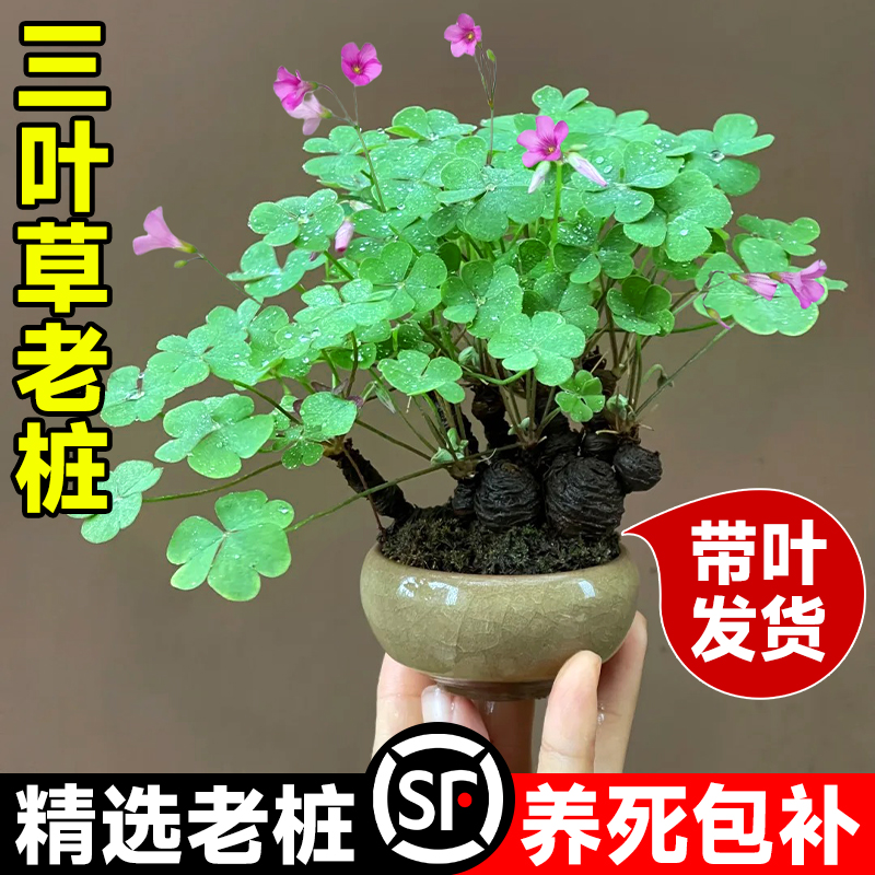 三叶草老桩盆栽带叶红花酢浆草种球根四季开花幸运草掌上微型盆景