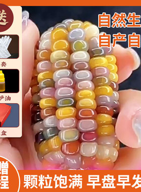 文玩玉米手把件彩色小宝石玉米盲盒把件种籽种子三盘盘玩迷你毛料