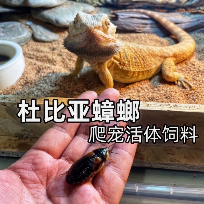 包邮成体各种尺寸有货杜比亚蟑螂