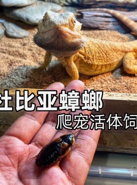 包邮成体各种尺寸有货杜比亚蟑螂