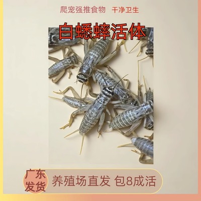 白蟋蟀针头油葫芦活体宠物活食