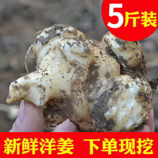 彭城农家洋姜新鲜现挖腌制咸菜泡菜小洋姜菊芋酱菜鬼子姜蔬菜种子