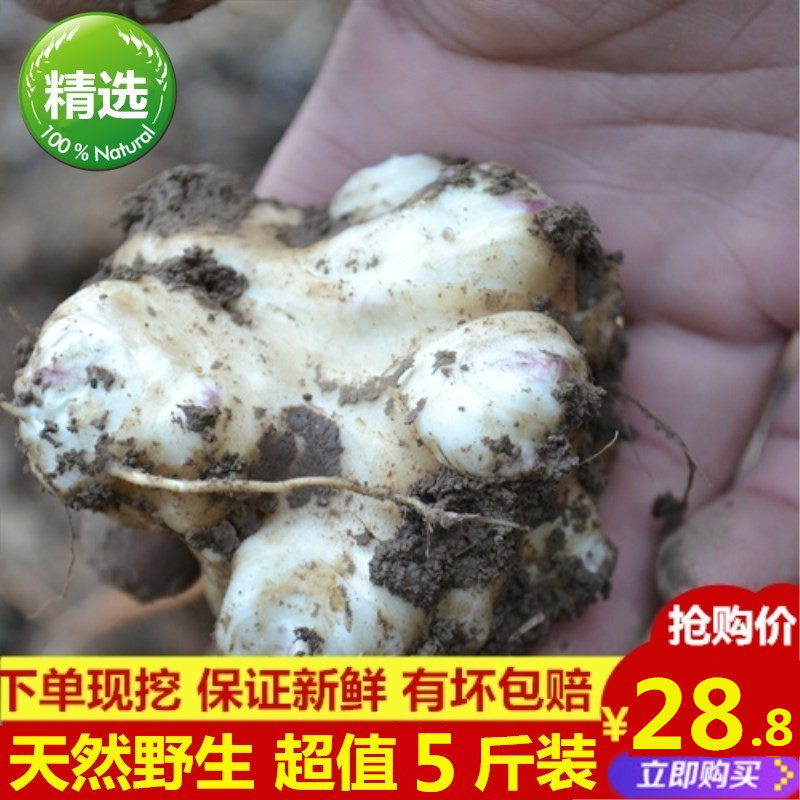 现挖新鲜洋姜鬼子姜泡菜炒菜