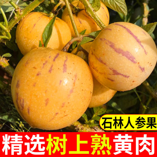 只发树上熟黄肉人参果