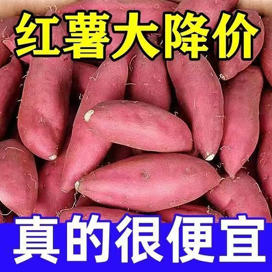 正宗沙地黄金板栗薯红蜜薯超便宜