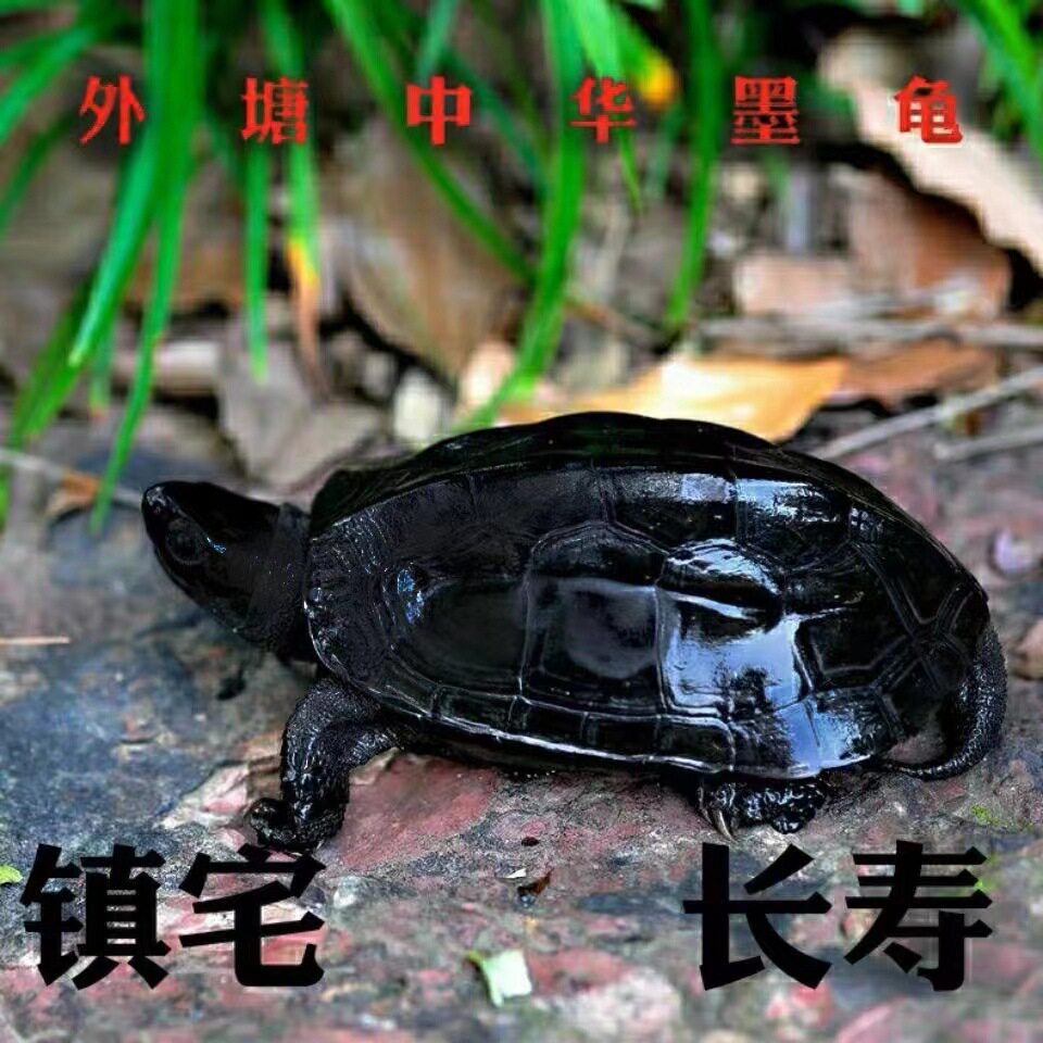 墨龟观赏龟全黑小乌龟中华草龟苗特大顶墨龟宠物深水龟情侣龟全墨