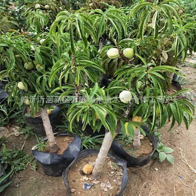 重瓣桃花寿心桃盆栽寿星桃树苗盆景树桩五宝珠寿星桃盆栽好养易活