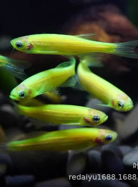 热带鱼观赏鱼养殖场批发 青苹果斑马鱼 绿斑马鱼 荧光斑马鱼