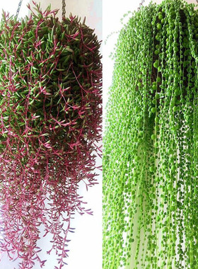 多肉植物情人泪吊兰盆栽垂吊紫玄月吊兰 特大 紫玄月多肉佛珠多肉