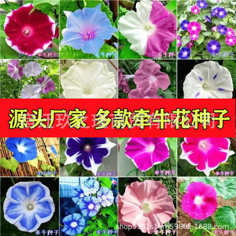 大花牵牛花种子特大号喇叭花爬墙爬藤室内庭院盆栽四季易活花混色