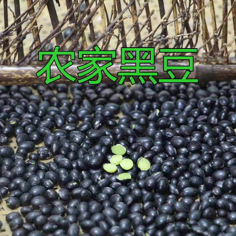 老品种无转基因黄心黑豆种子高产优质黑豆种籽大豆种子农家可留种图片