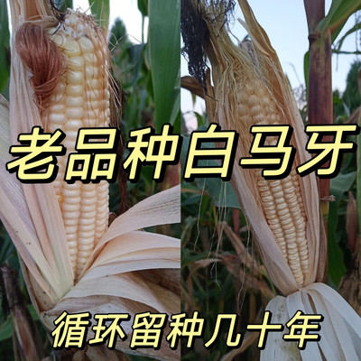 70年代老品种玉米传统白马牙玉米粒农家可留种老式笨玉米种子苞米