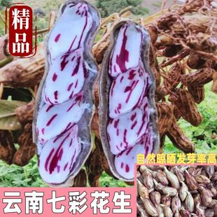 正宗云南七彩花生种子原种老品种水果花生奶油花生超高产非转基因