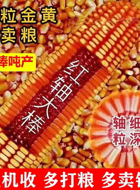 国审正品东单806优质红轴大棒饲料玉米种高产矮杆抗旱耐涝抗倒伏