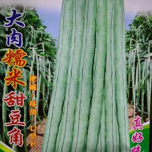大肉糯米甜豆角种子抗热高产春夏秋播长豆角种子易种盆栽蔬菜种子