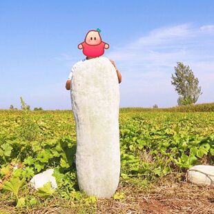 湖南农家散种粉皮老冬瓜种子可留种老品种巨型粉皮冬瓜种子自留种