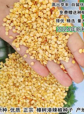 正宗樟树港辣椒种子自家留种纯正出芽率高老品种香辣薄皮辣椒种籽