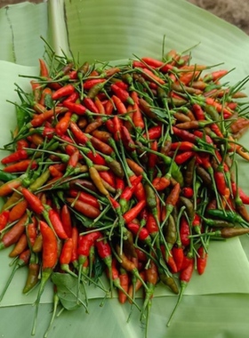 云南魔鬼小雀辣椒种子迷你小辣椒种籽特辣小米辣海南野山椒辣椒籽