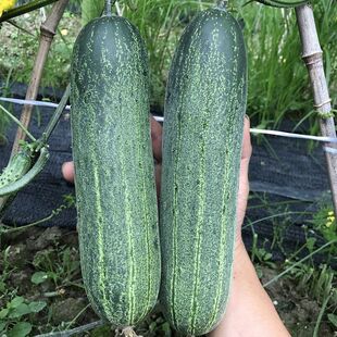 正宗老品种黄瓜种子本地老黄瓜种籽春季夏季播大吊瓜水果蔬菜种子