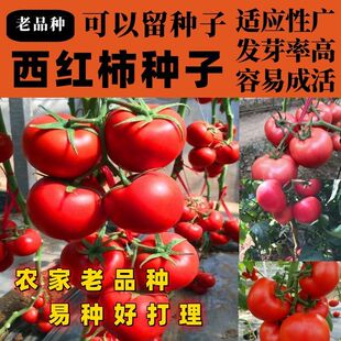 老品种西红柿种大番茄种子籽四季大红毛粉柿子种子又沙又甜可盆栽
