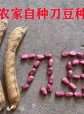 湖南大红刀疤豆老品种红刀豆种子可留种老瓜取籽颗粒饱满非转基因