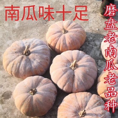 磨盘南瓜种子甜面大南瓜种籽高产农家老品种南瓜蔬菜种子孑可留种