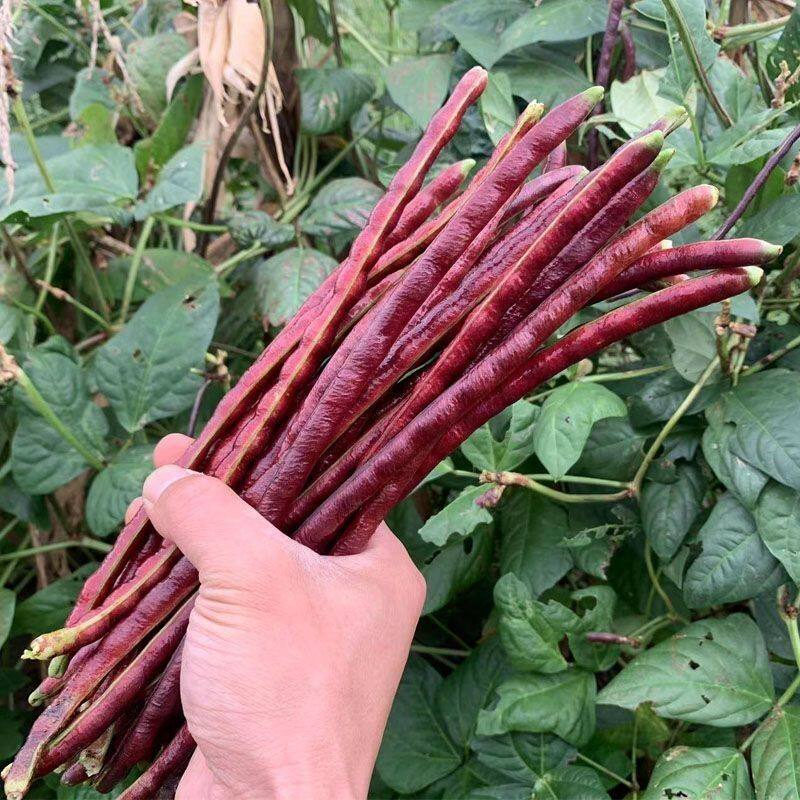 老品种八月乌秋豆角种子紫红豇豆角春秋两用高产又好吃农家蔬菜籽