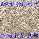 五斤 白尖粟 草庐籽鸟粮饲料 包邮 鹦鹉鸟食 进口加纳利子 油尖粟