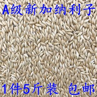 白尖粟 油尖粟 草庐籽鸟粮饲料 五斤 进口加纳利子 包邮 鹦鹉鸟食