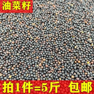 油菜籽鸟实玄风虎皮牡丹鹦鹉芙蓉鸟玉鸟雀鸟鸟食饲料鸟粮 5斤包邮