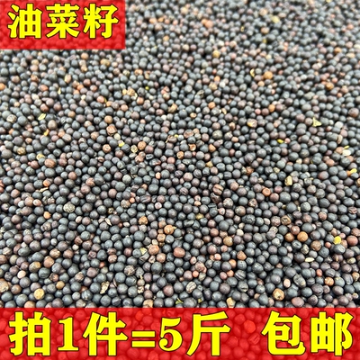 实玄风鸟食5斤包邮油菜籽